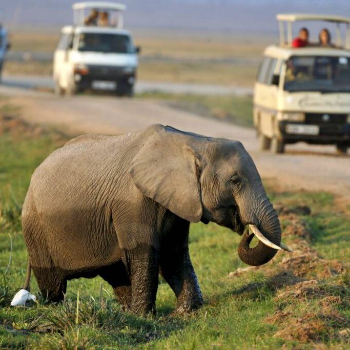An elephant walks out of a swamp in front of tourists in Amboseli National park, Kenya, August 8, 2015. (Photo by Goran Tomasevic/Reuters)